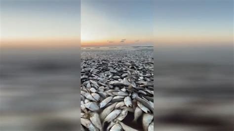 Thousands of dead fish wash ashore on Bryan Beach in Freeport, experts say it’s due to temps rising